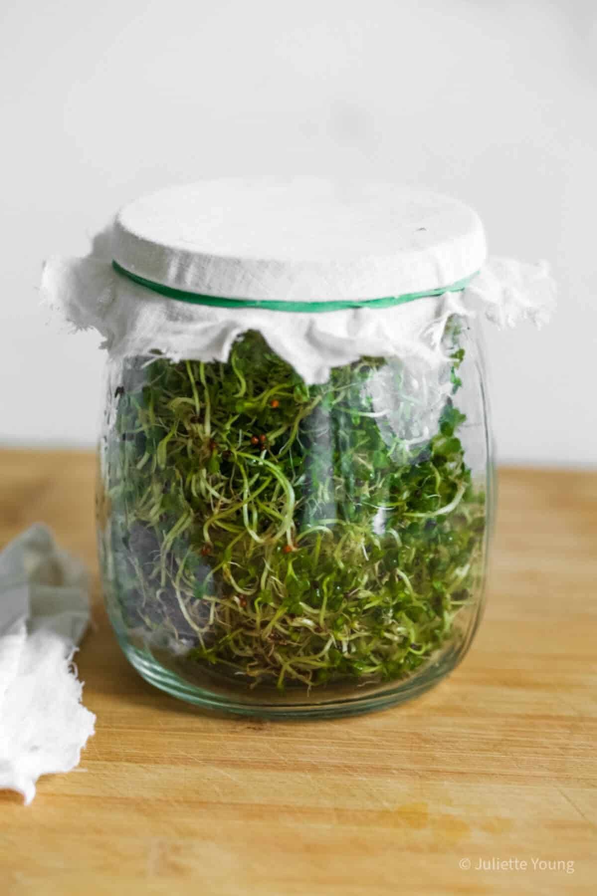 A jar filled with sprouts topped with a cheesecloth lid