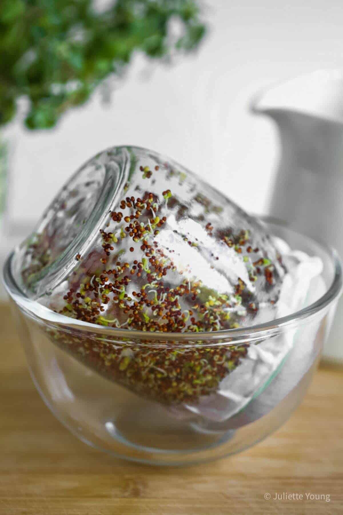 A jar of just sprouted seeds upturned in a glass bowl