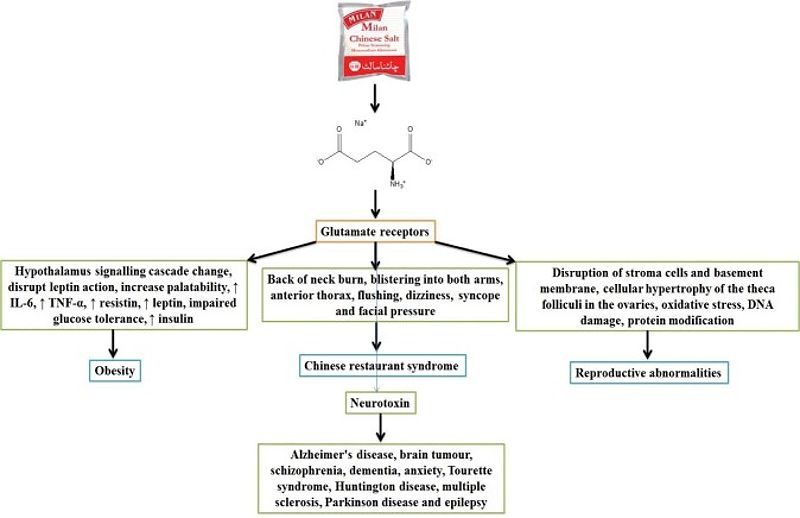 Beyond the Brain: Other Potential Health Concerns 2