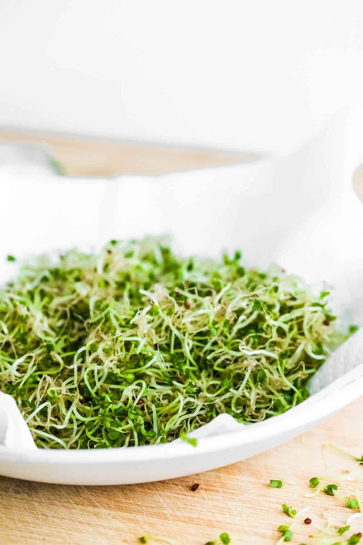 Bowl of fresh broccoli sprouts