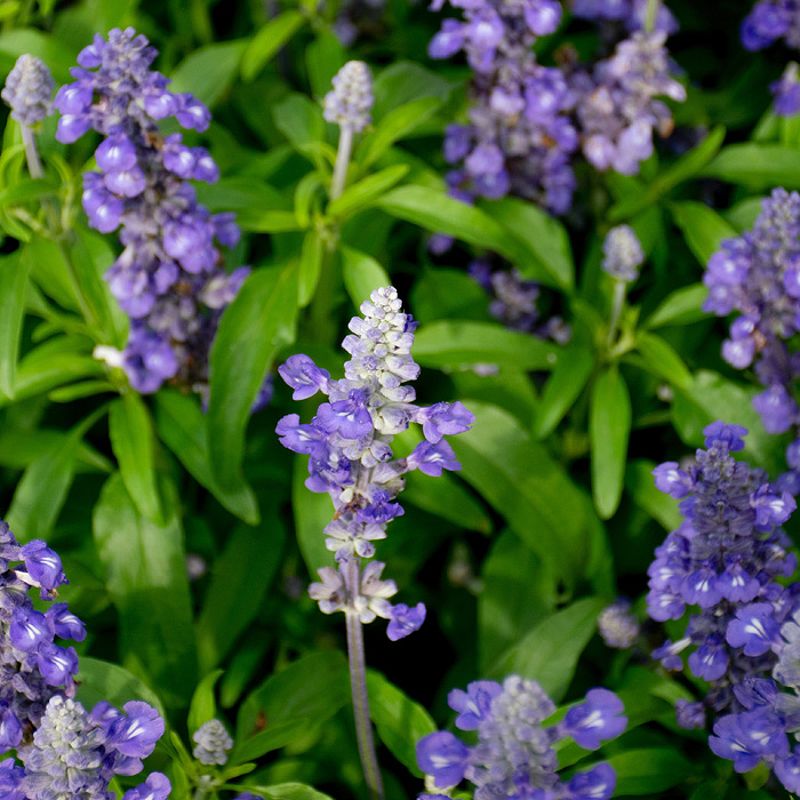 Chinese Skullcap