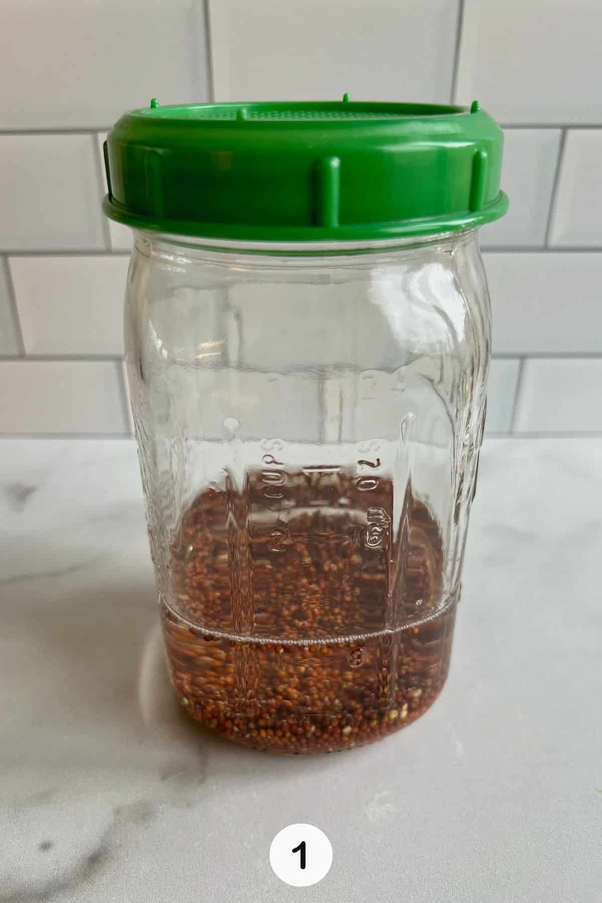 Soaking broccoli seeds in jar with sprouting lid