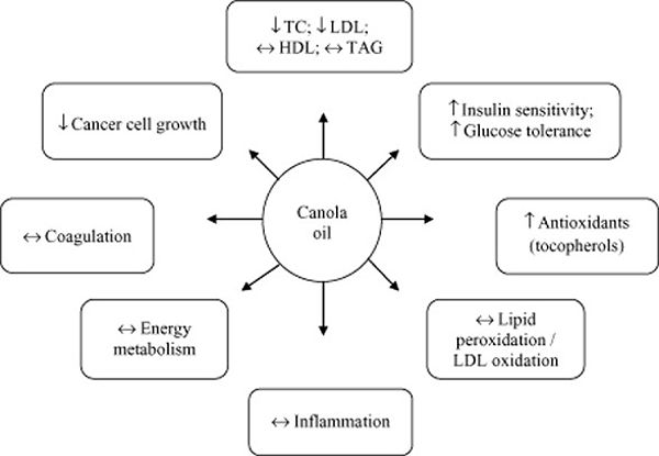 The Canola Oil Production Process 1