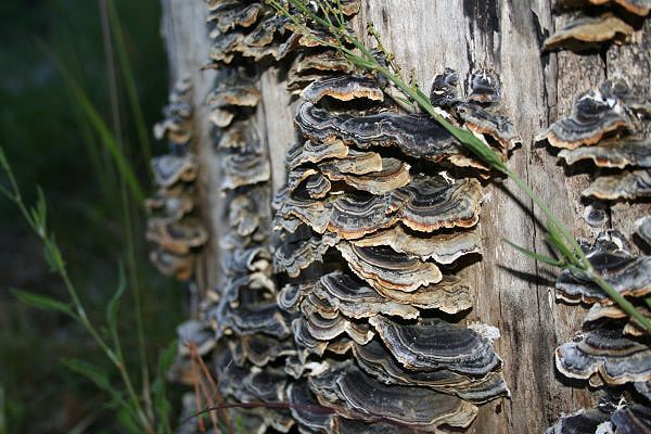 Turkey tail mushroom benefits