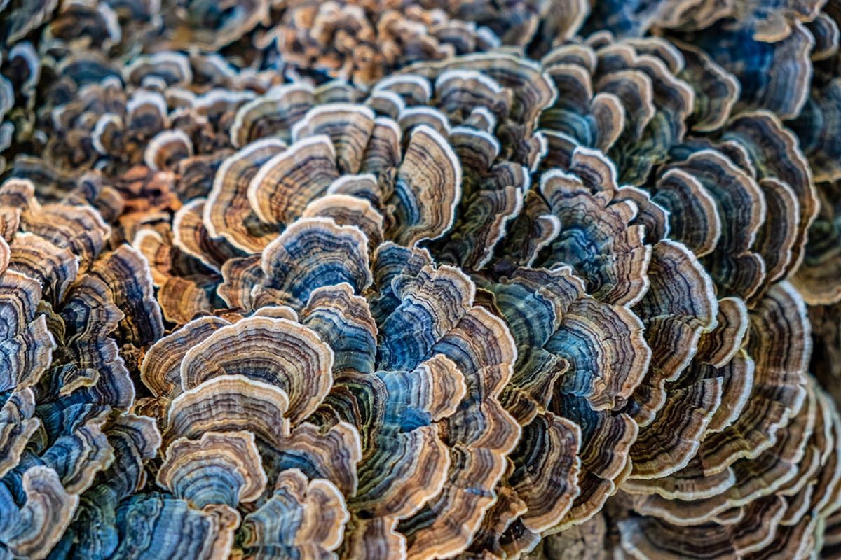 What Is Turkey Tail Mushroom Good For? Unlocking The Benefits Of This Powerful Fungus